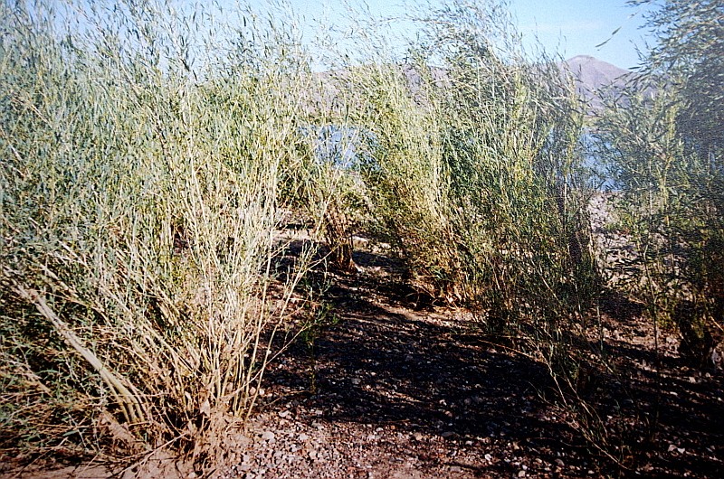 Salix ledebouriana