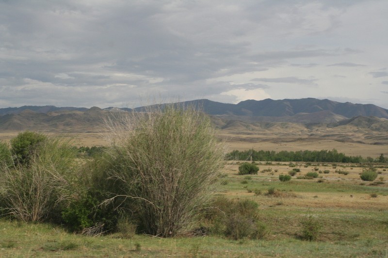 Salix ledebouriana photo 2