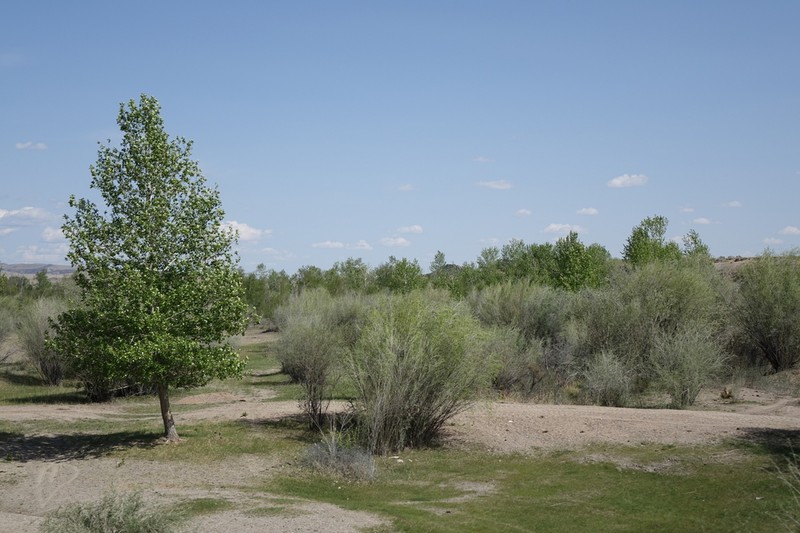 Salix ledebouriana photo 5