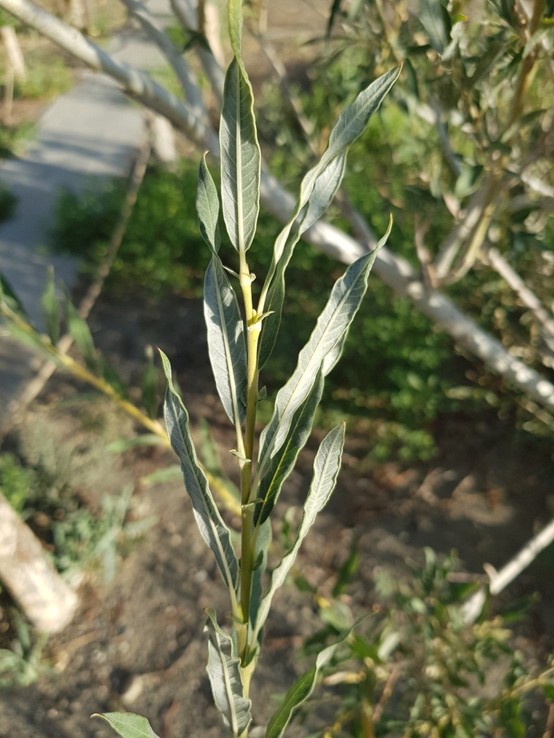 Salix ledebouriana photo 6