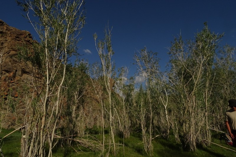 Salix ledebouriana photo 7