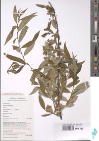 Salix ledermannii