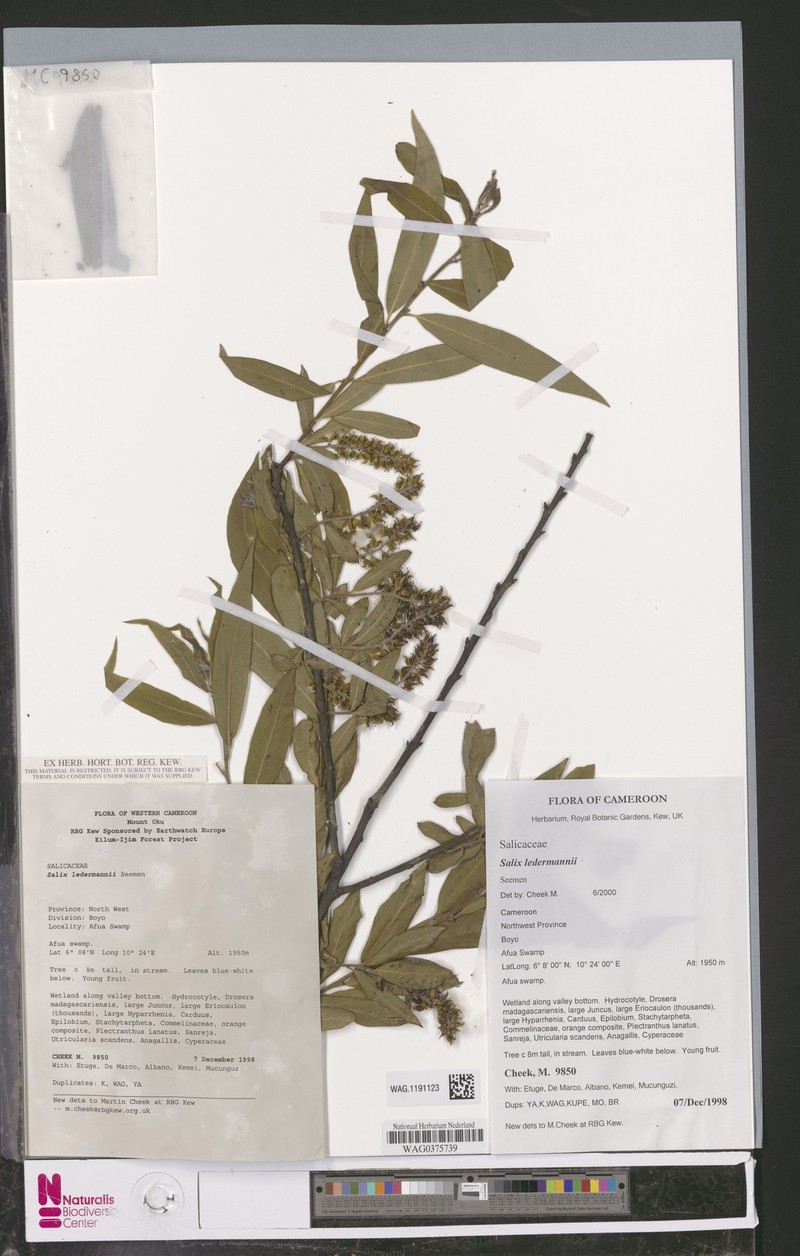Salix ledermannii photo 2