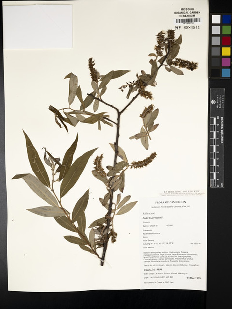 Salix ledermannii photo 3