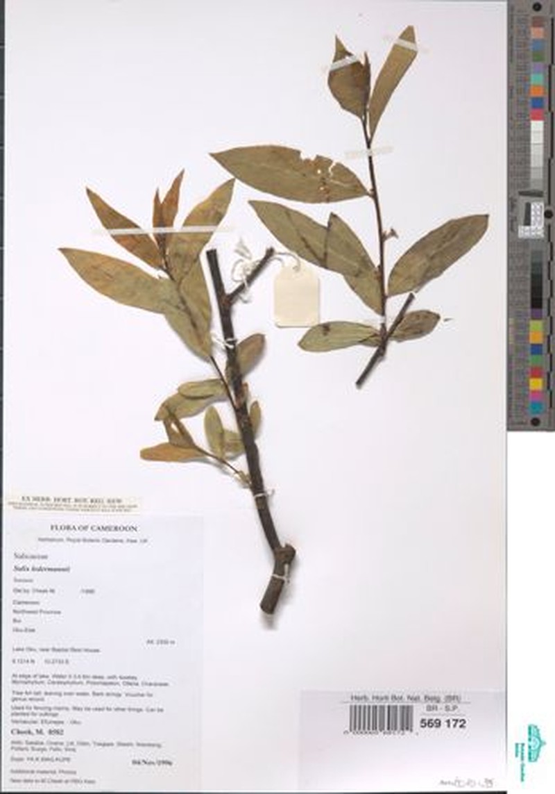 Salix ledermannii photo 4