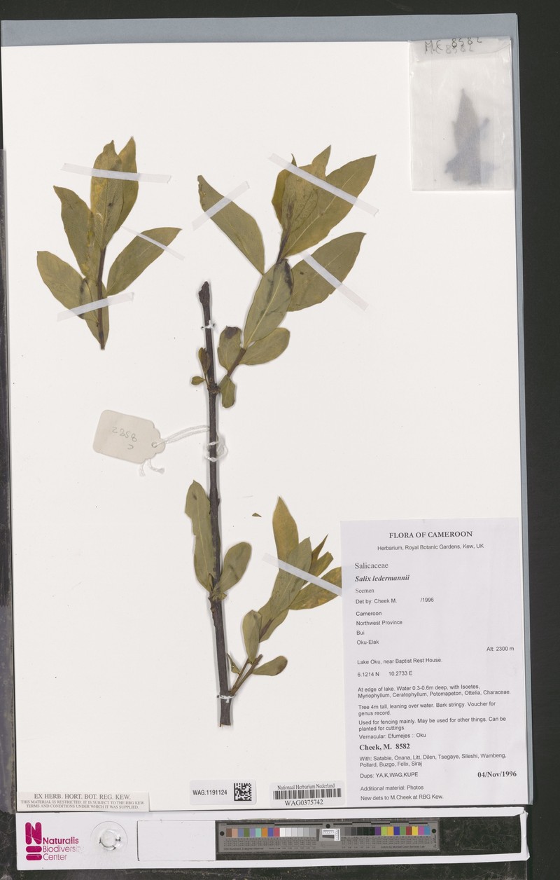 Salix ledermannii photo 5