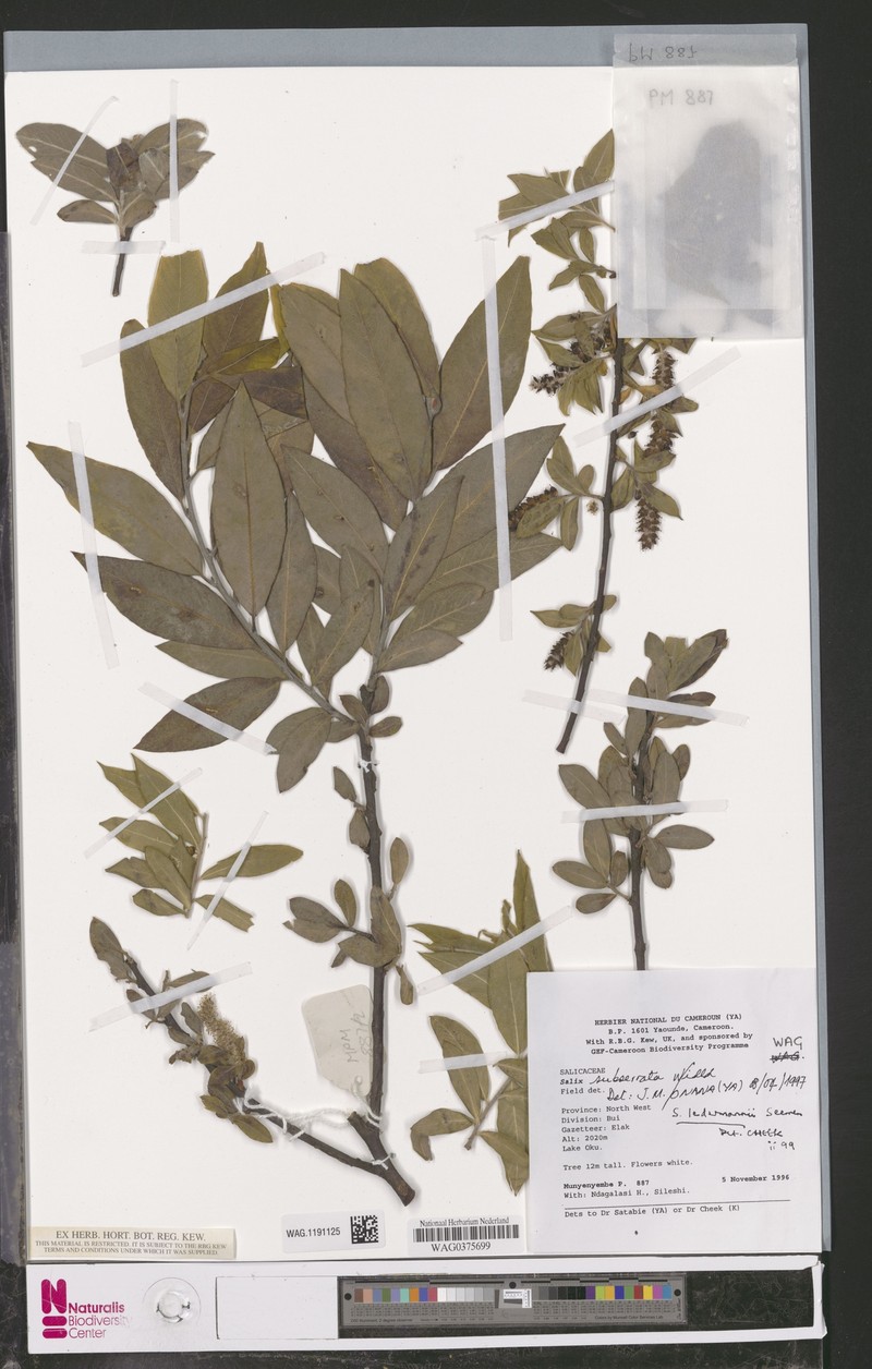 Salix ledermannii photo 6