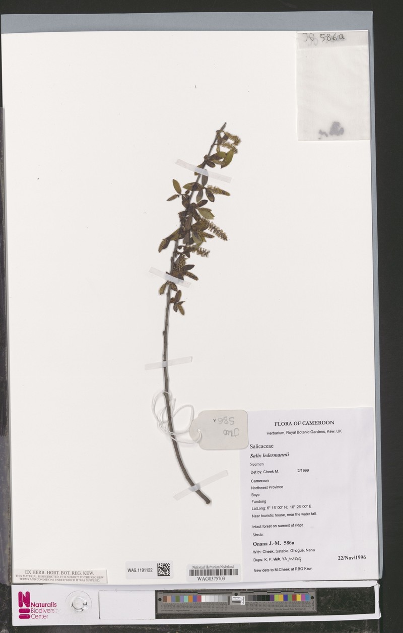 Salix ledermannii photo 7