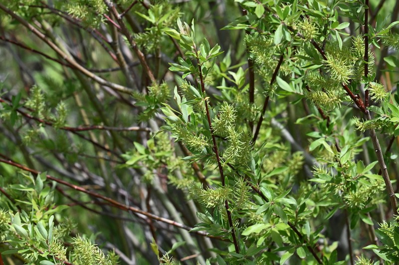 Lemmon's Willow photo 4