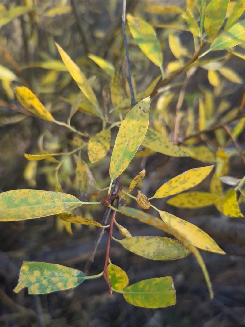 Lemmon's Willow photo 5