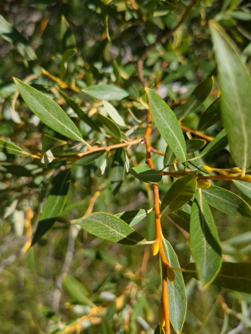 Lemmon's Willow photo 6