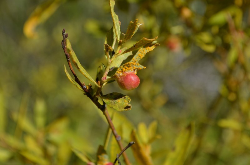 Lemmon's Willow photo 7