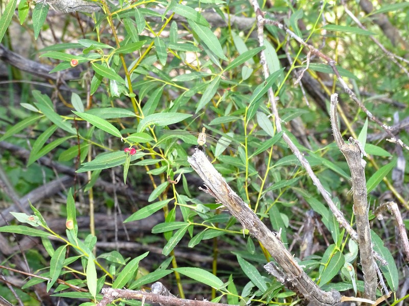 Lemmon's Willow photo 8