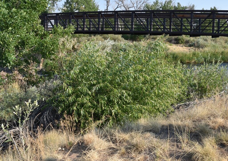 Strapleaf Willow photo 2