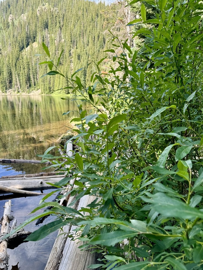 Strapleaf Willow photo 3