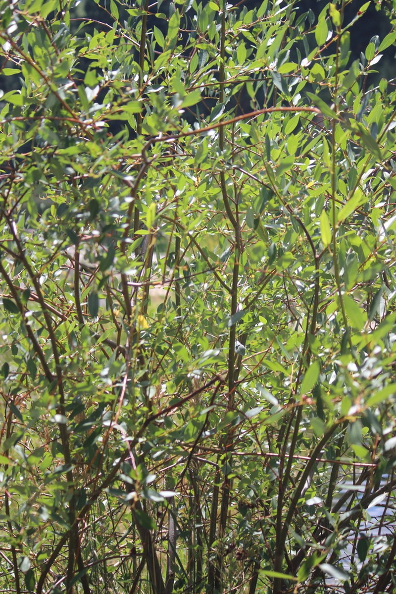 Strapleaf Willow photo 4
