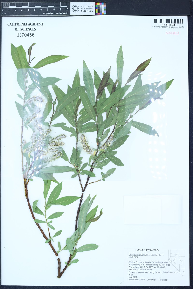 Strapleaf Willow photo 8