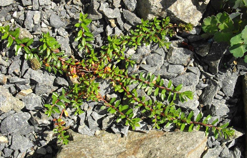 Salix lindleyana