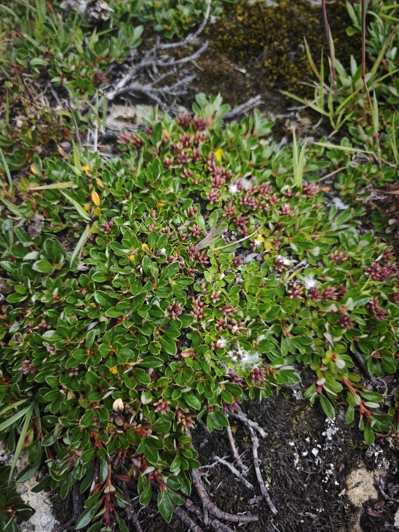 Salix lindleyana photo 2