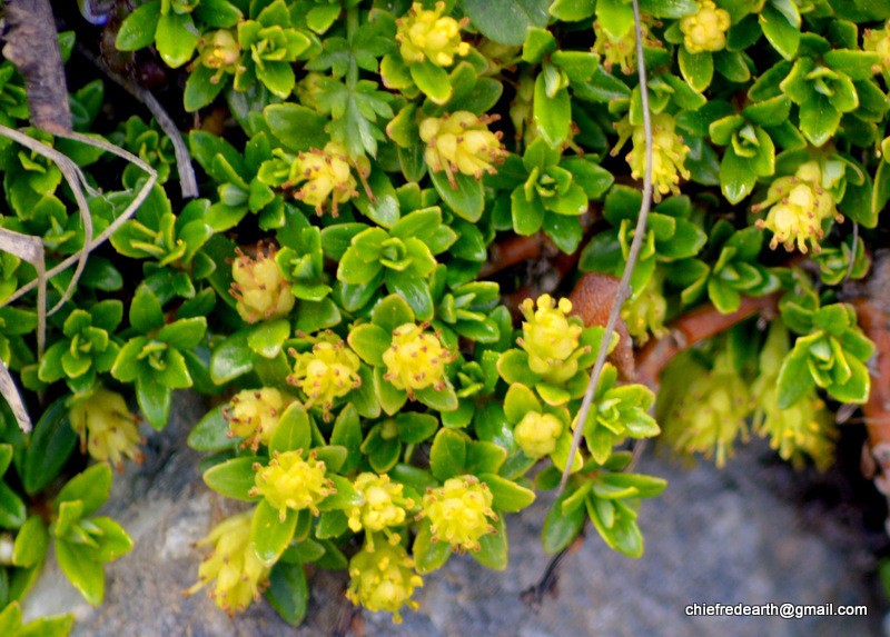 Salix lindleyana photo 3