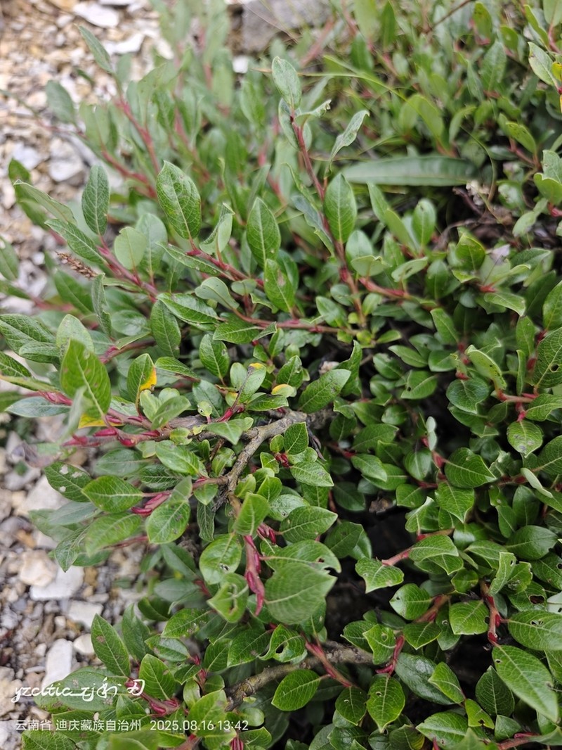 Salix lindleyana photo 4