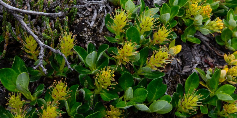 Salix lindleyana photo 5