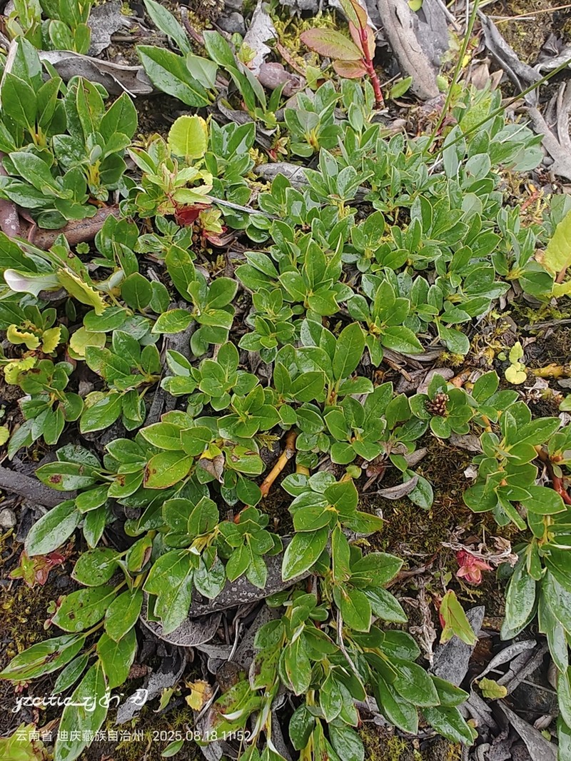 Salix lindleyana photo 6