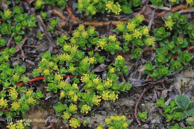 Salix lindleyana photo 7