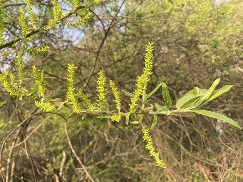 Salix longiflora