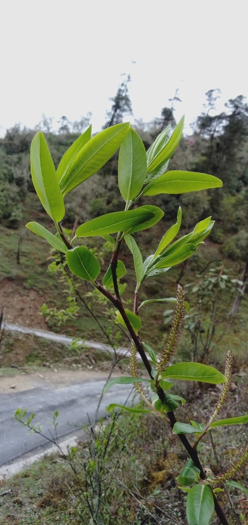 Salix longiflora photo 2