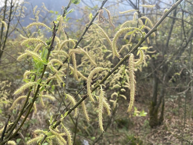Salix longiflora photo 4