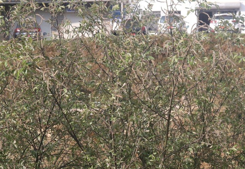 Salix longiflora photo 5