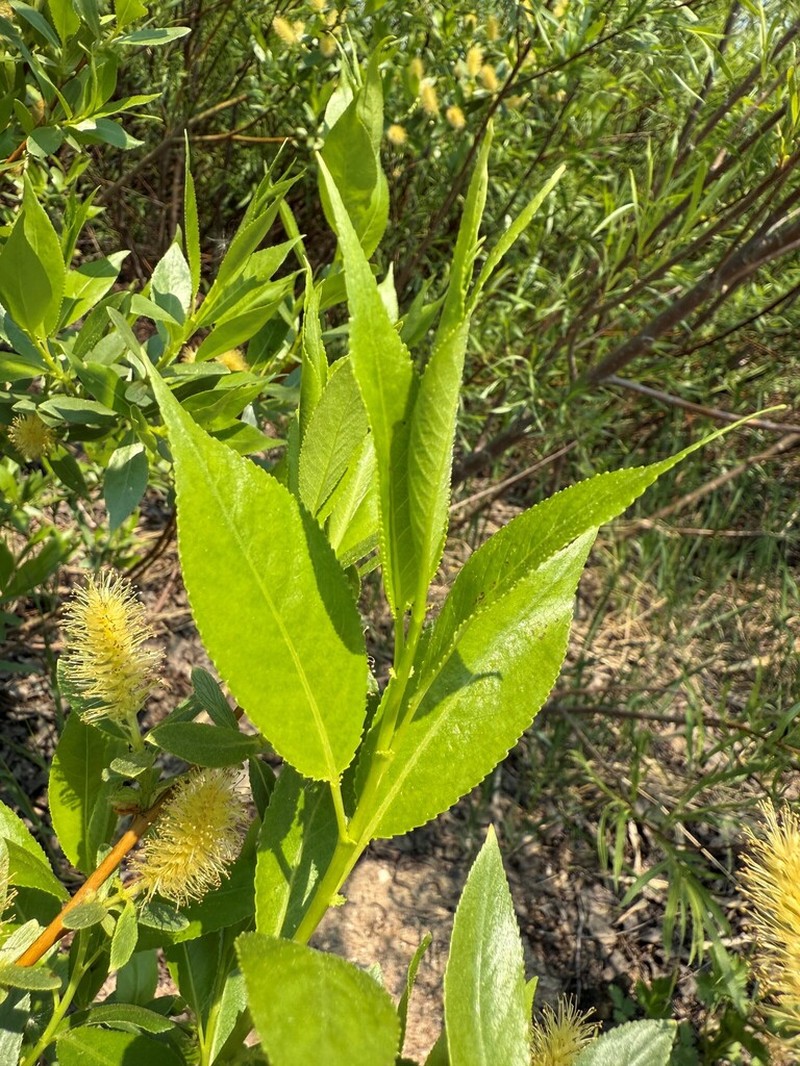 Shining Willow photo 5