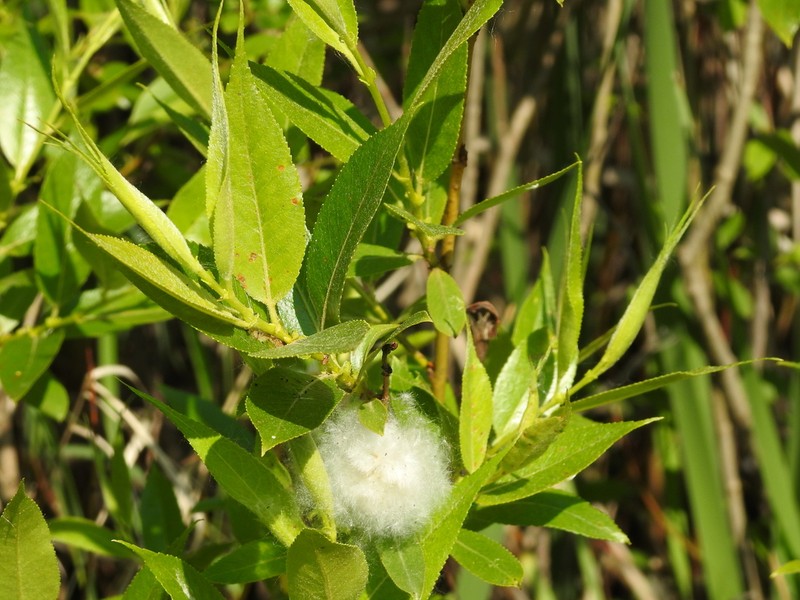 Shining Willow photo 7