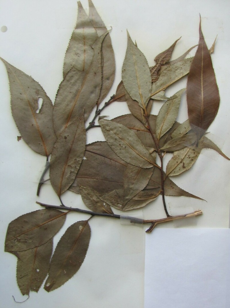 Shining Willow photo 8