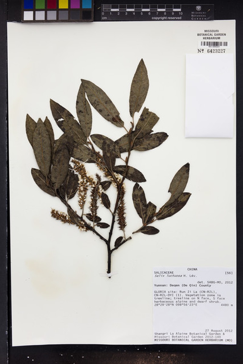 Salix luctuosa