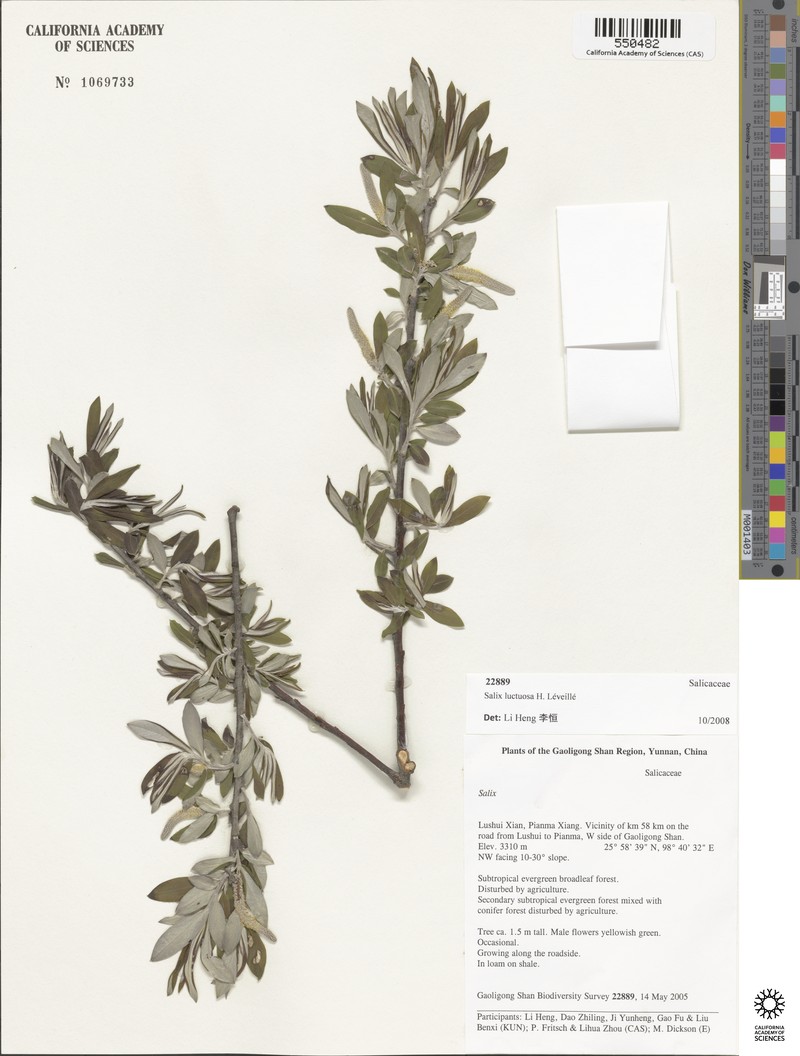 Salix luctuosa photo 2