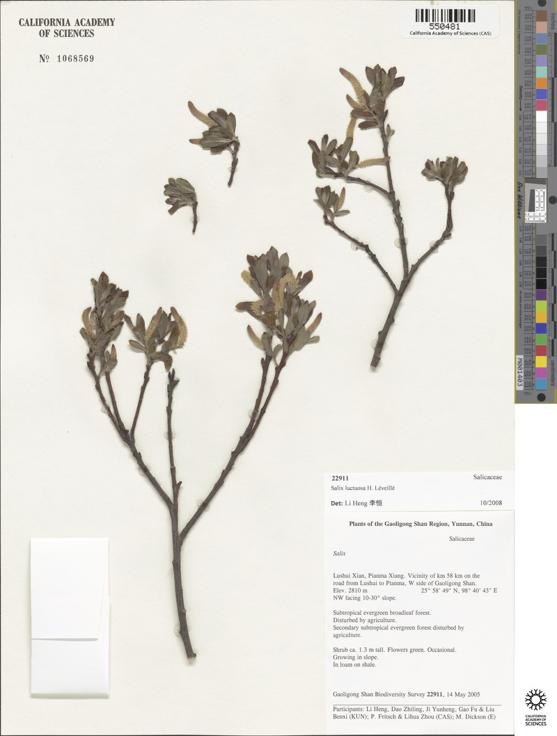 Salix luctuosa photo 3