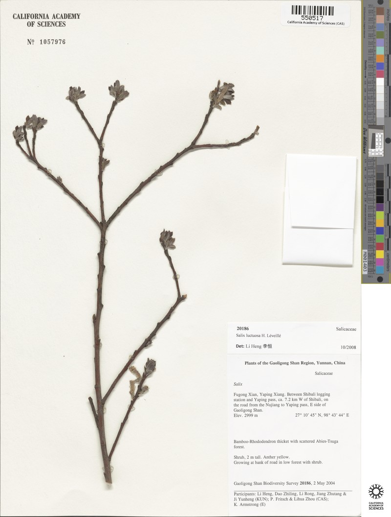 Salix luctuosa photo 4