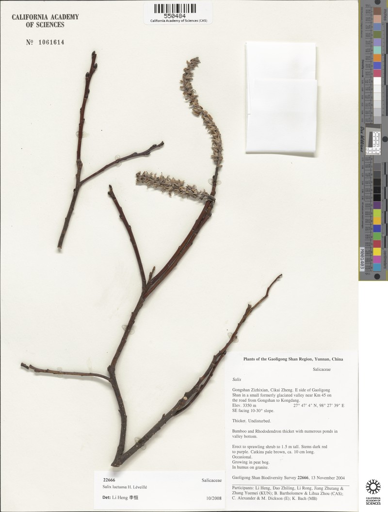 Salix luctuosa photo 5