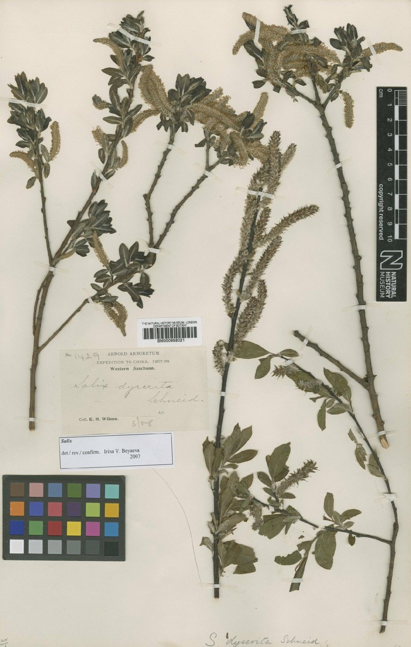 Salix luctuosa photo 6