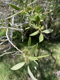 Yellow Willow