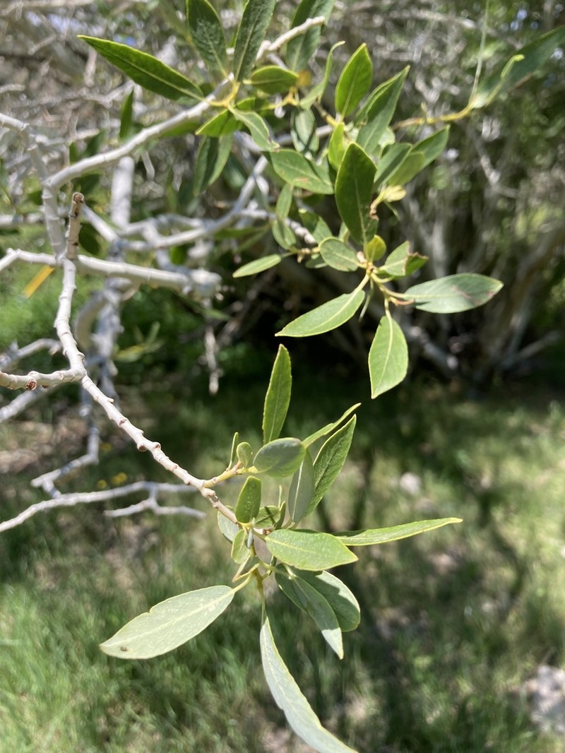 Yellow Willow