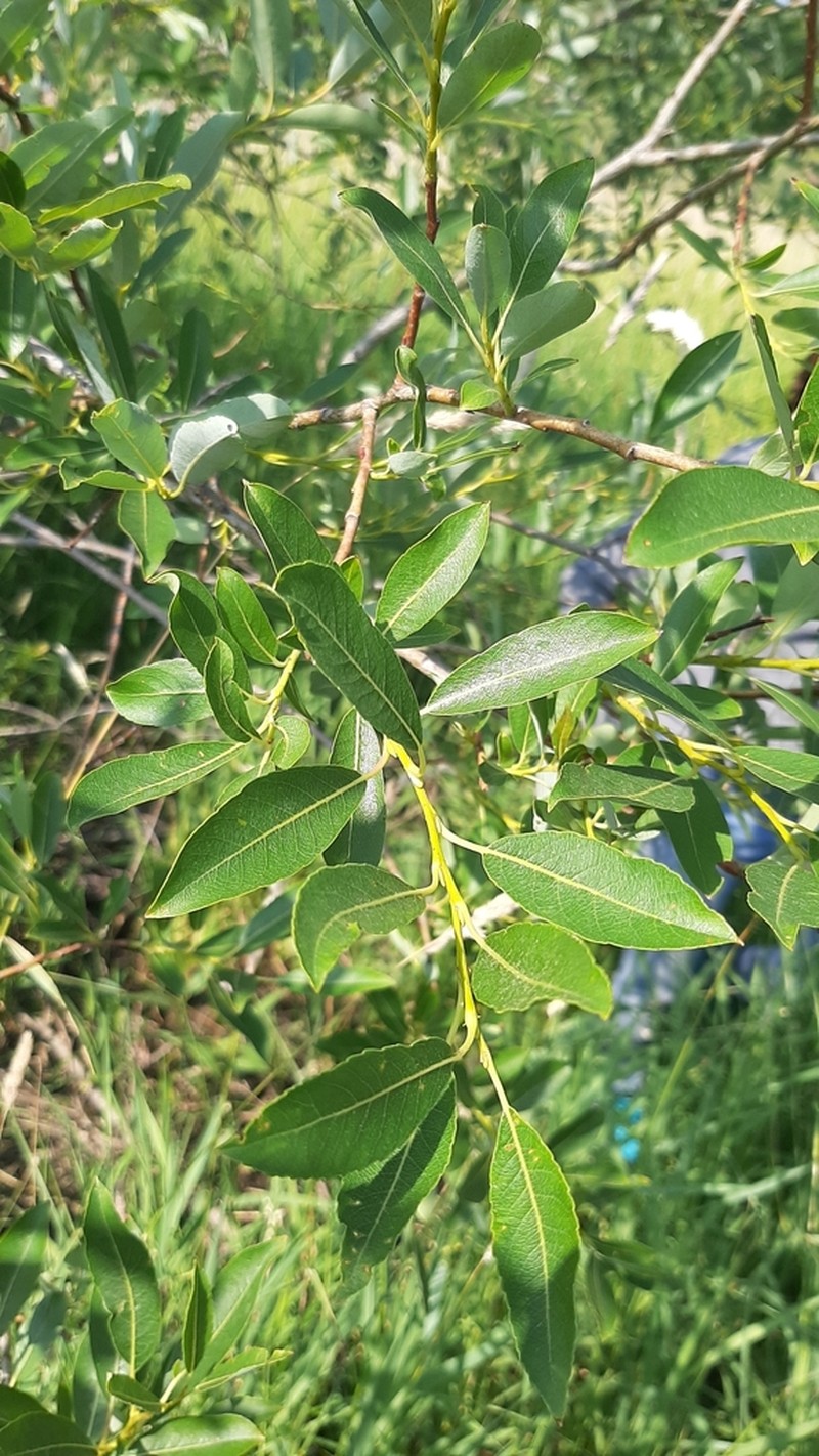 Yellow Willow photo 2
