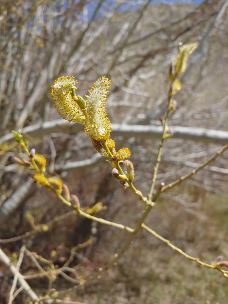 Yellow Willow photo 3