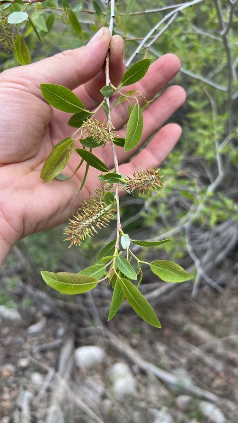 Yellow Willow photo 5