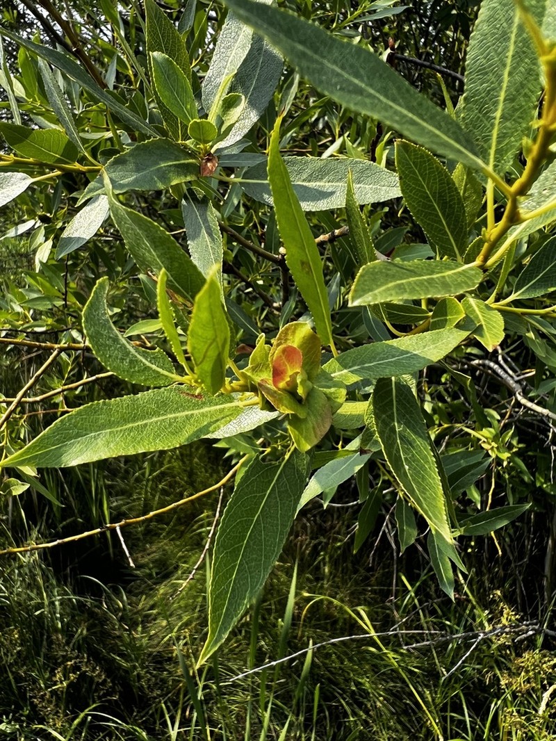 Yellow Willow photo 6