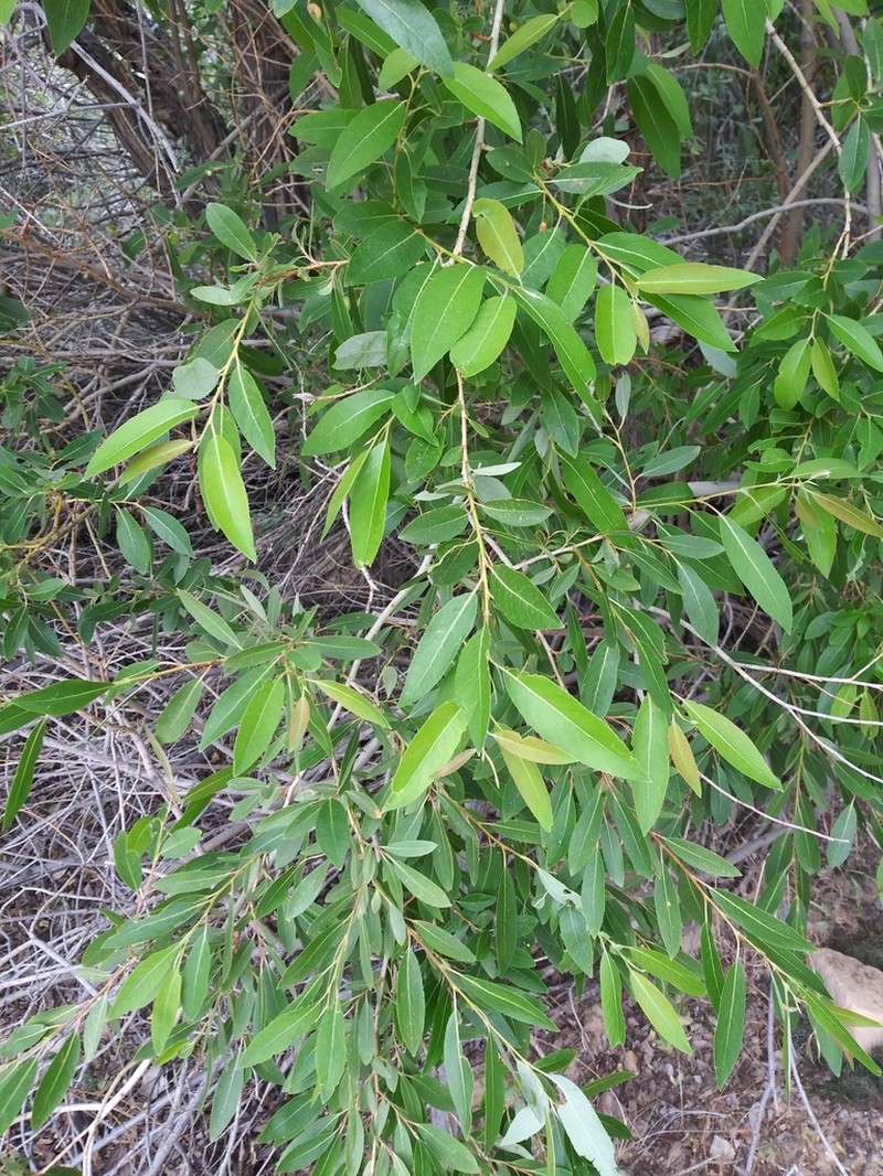 Yellow Willow photo 7