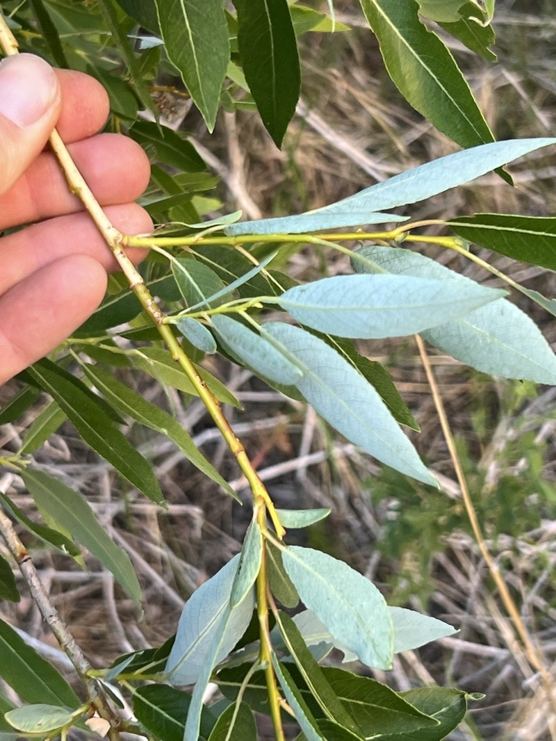 Yellow Willow photo 8