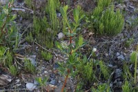 Mccalla's Willow